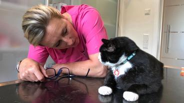 Bild: NDR/Doclights GmbH 2020 Kater Jack juckt das Fell. Die besorgte Besitzerin bringt ihre empfindliche Samtpfote zu Stephanie Petersen, mit der festen Überzeugung, dass da keine Flöhe im Spiel sind.