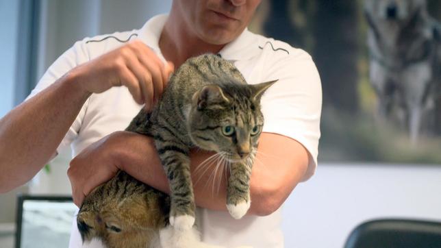 Kater Jumper muss sich einer kniffligen Becken-OP unterziehen. Kann er danach endlich wieder normal aufs Katzenklo gehen?
