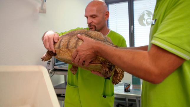 Bild: NDR/Doclights GmbH 2020 Mit ihren 20 Kilo ist Kleine Mali ein ganz schön schwerer Brocken. Schon seit zwei Wochen hat Kleine Mali nichts gefressen. Dr. Gerd Britsch fasst einen außergewöhnlichen Plan.