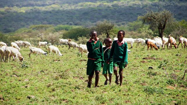 Bild: MDR/NDR/MAXIMUS FILM Nur ein Fünftel der Massai - Kinder lernt Lesen und Schreiben. Die meisten von ihnen hüten die Herden, um ihre Familien zu ernähren.