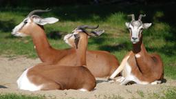 Die Antilopen in Hellabrunn lassen es gemütlich angehen.