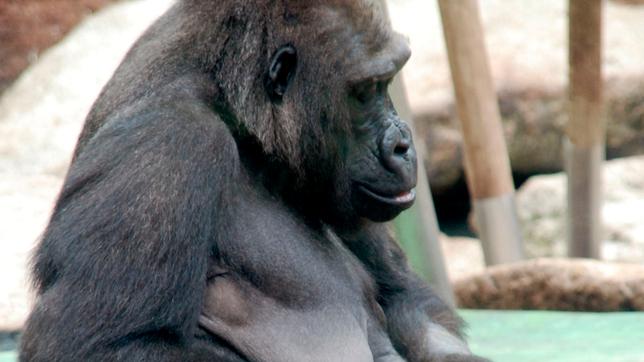 Gorilla