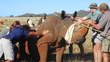 Die Tierpfleger und ein Nashorn