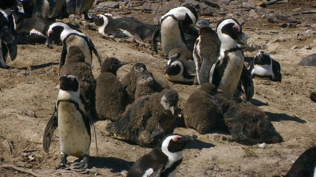 Brillenpinguine auf der Insel Halifax.