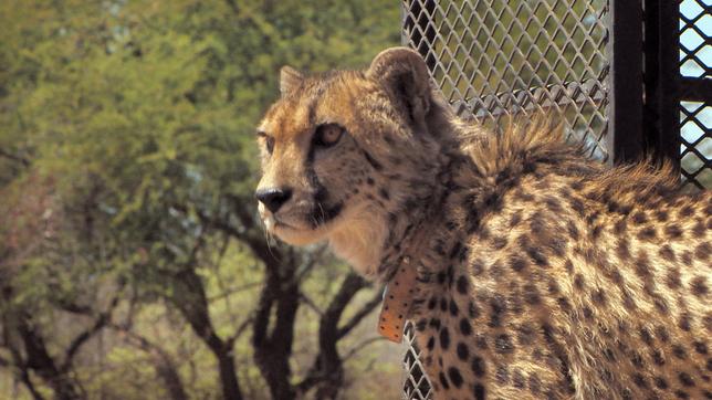 Gepard Atheno