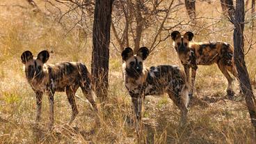 Afrikanische Wildhunde