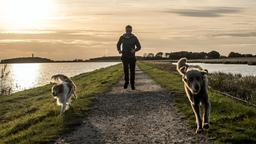 Neustart in eine neues Leben: Hauke Jakobs (Hinnerk Schönemann) mit Lucky und Holly.