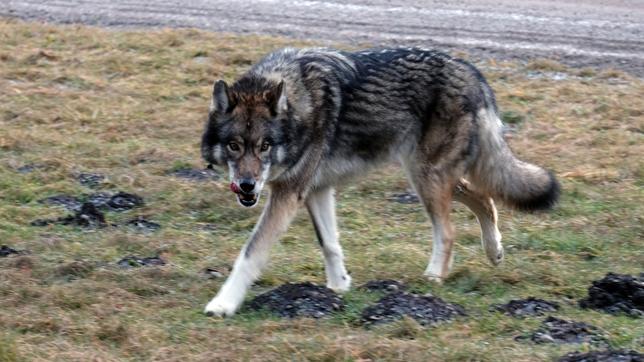 Ein Wolf im Freien.