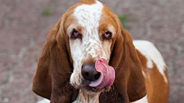 Basset-Dame Antonia ist Revierhund Speedy