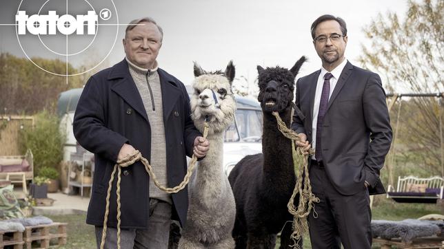 Kommissar Frank Thiel (Axel Prahl, links) und Prof. Karl-Friedrich Boerne (Jan Josef Liefers, rechts) mit zwei Alpakas.