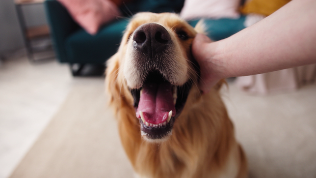 Sollte man Hundefutter regelmäßig wechseln?