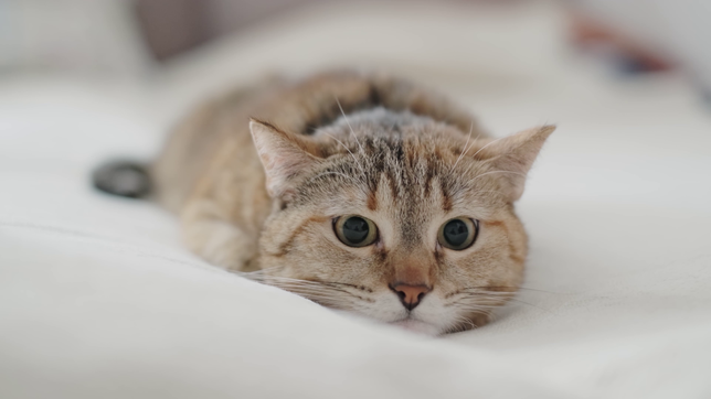 Freigängerkatzen müssen laut einem Urteil...?