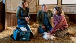 Notfall auf der Alpakafarm von Mike Redmann (Matthias Komm): die freiberufliche Tierärztin Dr. Susanne Mertens (Elisabeth Lanz) kämpft um Leben und Tod des schwer erkrankten Hundes von Mikes Tochter Luca (Eva-Lotta Trojandt).