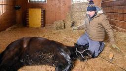 Bela (Franz-Xaver Zeller) muss befürchten, dass das Pony seinetwegen stirbt.