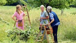 Die sture Obstbäuerin Margit (Michaela Stögbauer) will Romy und Paul nicht auf ihrer Wiese heiraten lassen. Franzi (Léa Wegmann) und Hildegard (Antje Hagen) versuchen, sie umzustimmen.