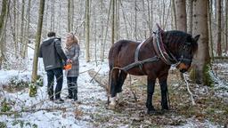 Florian (Arne Löber) verletzt sich beim Holzrücken, als er von Maja (Christina Arends) abgelenkt ist.