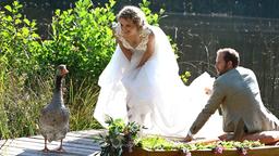 Hochzeit: Maja (Christina Arends) und Florian (Arne Löber) fahren mit dem Boot zu ihrer Hochzeitsfeier, doch am Steg stellt sich ihnen eine Gans in den Weg.