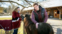 Um das Wohlbefinden des Ponys zu verbessern, beginnt Paul (Sandro Kirtzel) mit einer Massage, was Lucy (Jennifer Siemann) interessiert beobachtet.